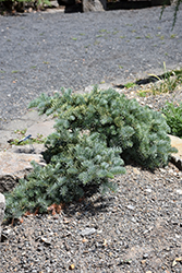 Prostrate California Red Fir (Abies magnifica 'Prostrata') at Lakeshore Garden Centres
