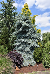 Bush's Lace Engelmann Spruce (Picea engelmannii 'Bush's Lace') at Lakeshore Garden Centres