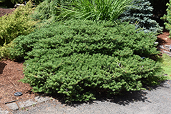 Green Carpet Korean Fir (Abies koreana 'Green Carpet') at Lakeshore Garden Centres