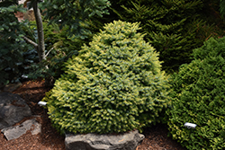 Peve Tijn Serbian Spruce (Picea omorika 'Peve Tijn') at Lakeshore Garden Centres