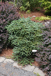 Piccolo Korean Fir (Abies koreana 'Piccolo') at Lakeshore Garden Centres