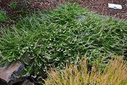 Caleb Threlkeld Heather (Calluna vulgaris 'Caleb Threlkeld') at Lakeshore Garden Centres