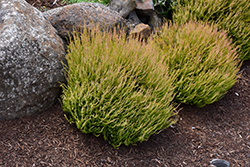 Glenfiddich Heather (Calluna vulgaris 'Glenfiddich') at Lakeshore Garden Centres
