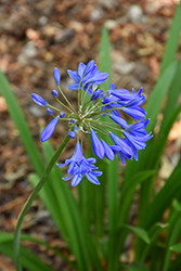 Northern Star Agapanthus (Agapanthus 'Northern Star') at Lakeshore Garden Centres
