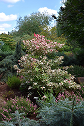 Vanity Red Maple (Acer rubrum 'Vanity') at Lakeshore Garden Centres