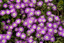 Wheels of Wonder Violet Wonder Ice Plant (Delosperma 'WOWDRW5') at Lakeshore Garden Centres