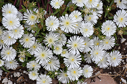 Wheels of Wonder White Wonder Ice Plant (Delosperma 'WOWDW7') at Lakeshore Garden Centres