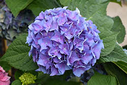 Let's Dance Blue Jangles Hydrangea (Hydrangea macrophylla 'SMHMTAU') at Lakeshore Garden Centres