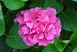 Oregon Pride Hydrangea (Hydrangea macrophylla 'Oregon Pride') at Lakeshore Garden Centres