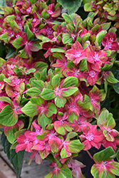 Pistachio Hydrangea (Hydrangea macrophylla 'Horwack') at Lakeshore Garden Centres