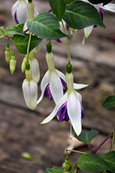 Delta's Sarah Fuchsia (Fuchsia 'Delta's Sarah') at Lakeshore Garden Centres
