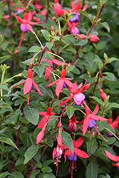 Pat's Dream Fuchsia (Fuchsia 'Pat's Dream') at Lakeshore Garden Centres
