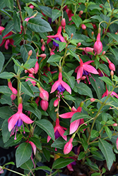 Peter Pan Fuchsia (Fuchsia 'Peter Pan') at Lakeshore Garden Centres
