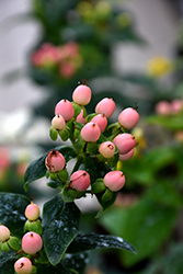 Miracle Horizon St. John's Wort (Hypericum x inodorum 'ALLBLOMMOS') at Lakeshore Garden Centres