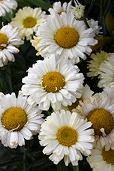 Realflor Real Dream Shasta Daisy (Leucanthemum x superbum 'Real Dream') at Lakeshore Garden Centres
