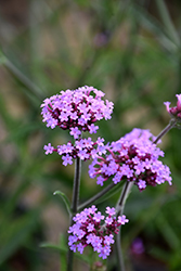 Lollipop Verbena (Verbena bonariensis 'Lollipop') at Lakeshore Garden Centres