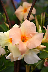 Sun Parasol Apricot Mandevilla (Mandevilla 'Sun Parasol Apricot') at Lakeshore Garden Centres