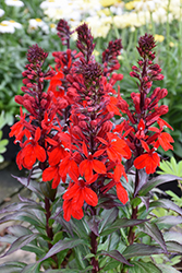 Starship Scarlet Lobelia (Lobelia 'Starship Scarlet') at Lakeshore Garden Centres