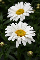 Sweet Daisy Christine Shasta Daisy (Leucanthemum x superbum 'Christine') at Lakeshore Garden Centres