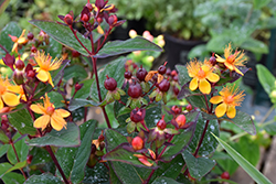 Miracle Night St. John's Wort (Hypericum x inodorum 'ALLMADNE') at Lakeshore Garden Centres