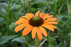Tangerine Dream Coneflower (Echinacea 'Tangerine Dream') at Lakeshore Garden Centres
