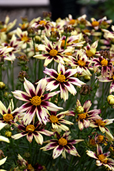 Starlight Tickseed (Coreopsis 'Starlight') at Lakeshore Garden Centres