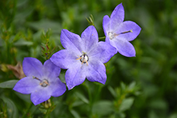 Beyond Blue Bellflower (Campanula 'Beyond Blue') at Lakeshore Garden Centres