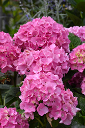 Horben Hydrangea (Hydrangea macrophylla 'Horben') at Lakeshore Garden Centres