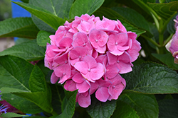 Horben Hydrangea (Hydrangea macrophylla 'Horben') at Lakeshore Garden Centres