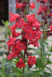 Cha Cha Cherry Beard Tongue (Penstemon 'Cha Cha Cherry') at Lakeshore Garden Centres