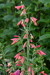 Twizzle Scarlet Beard Tongue (Penstemon barbatus 'Twizzle Scarlet') at Lakeshore Garden Centres