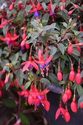Army Nurse Fuchsia (Fuchsia 'Army Nurse') at Lakeshore Garden Centres