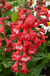 Polaris Red Beard Tongue (Penstemon hartwegii 'Polaris Red') at Lakeshore Garden Centres