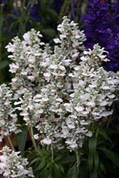 Farina White Salvia (Salvia farinacea 'Farina White') at Lakeshore Garden Centres
