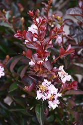 Burgundy Cotton Crapemyrtle (Lagerstroemia 'Whit VI') at Lakeshore Garden Centres