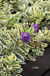 Variegated Hebe (Hebe x franciscana 'Variegata') at Lakeshore Garden Centres
