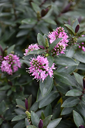 Pretty In Pink Hebe (Hebe 'Pretty In Pink') at Lakeshore Garden Centres