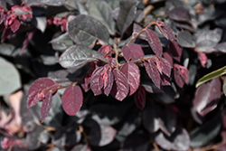 Purple Majesty Red Chinese Fringeflower (Loropetalum chinense 'Purple Majesty') at Lakeshore Garden Centres