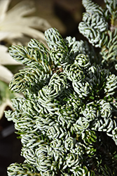 Kohout's Icebreaker Korean Fir (Abies koreana 'Kohout's Icebreaker') at Lakeshore Garden Centres