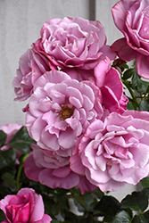 Barbra Streisand Rose (Rosa 'WEKquaneze') at Lakeshore Garden Centres