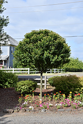 Sparkling Sprite Flowering Crab (Malus 'JFS-KW207') at Lakeshore Garden Centres