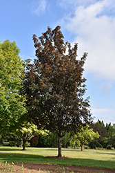 Purpleleaf Sycamore Maple (Acer pseudoplatanus 'Atropurpureum') at A Very Successful Garden Center