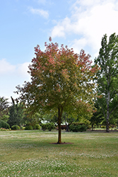 Sensation Boxelder (Acer negundo 'Sensation') at Lakeshore Garden Centres