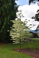Summer Fun Chinese Dogwood (Cornus kousa 'Summer Fun') at Lakeshore Garden Centres