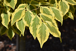 Summer Gold Chinese Dogwood (Cornus kousa 'Summer Gold') at Lakeshore Garden Centres