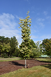 Celestial Shadow Flowering Dogwood (Cornus 'Celestial Shadow') at Lakeshore Garden Centres