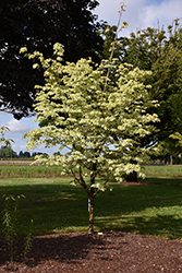 Samaritan Chinese Dogwood (Cornus kousa 'Samaritan') at Lakeshore Garden Centres