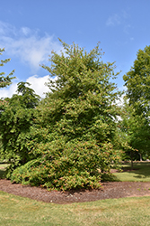 Wildfire Black Gum (Nyssa sylvatica 'Wildfire') at Lakeshore Garden Centres