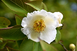 Tall Stewartia (Stewartia monadelpha) at Lakeshore Garden Centres