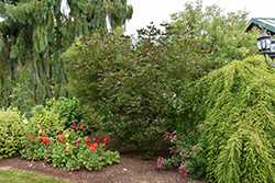 Pacific Purple Vine Maple (Acer circinatum 'JFS-Purple') at Lakeshore Garden Centres